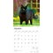 Black Cats | 2026 12 x 24 Inch (Hanging) Monthly Square Wall Calendar | Foil Stamped Cover | Plastic-Free | BrownTrout | Animals Kittens Feline